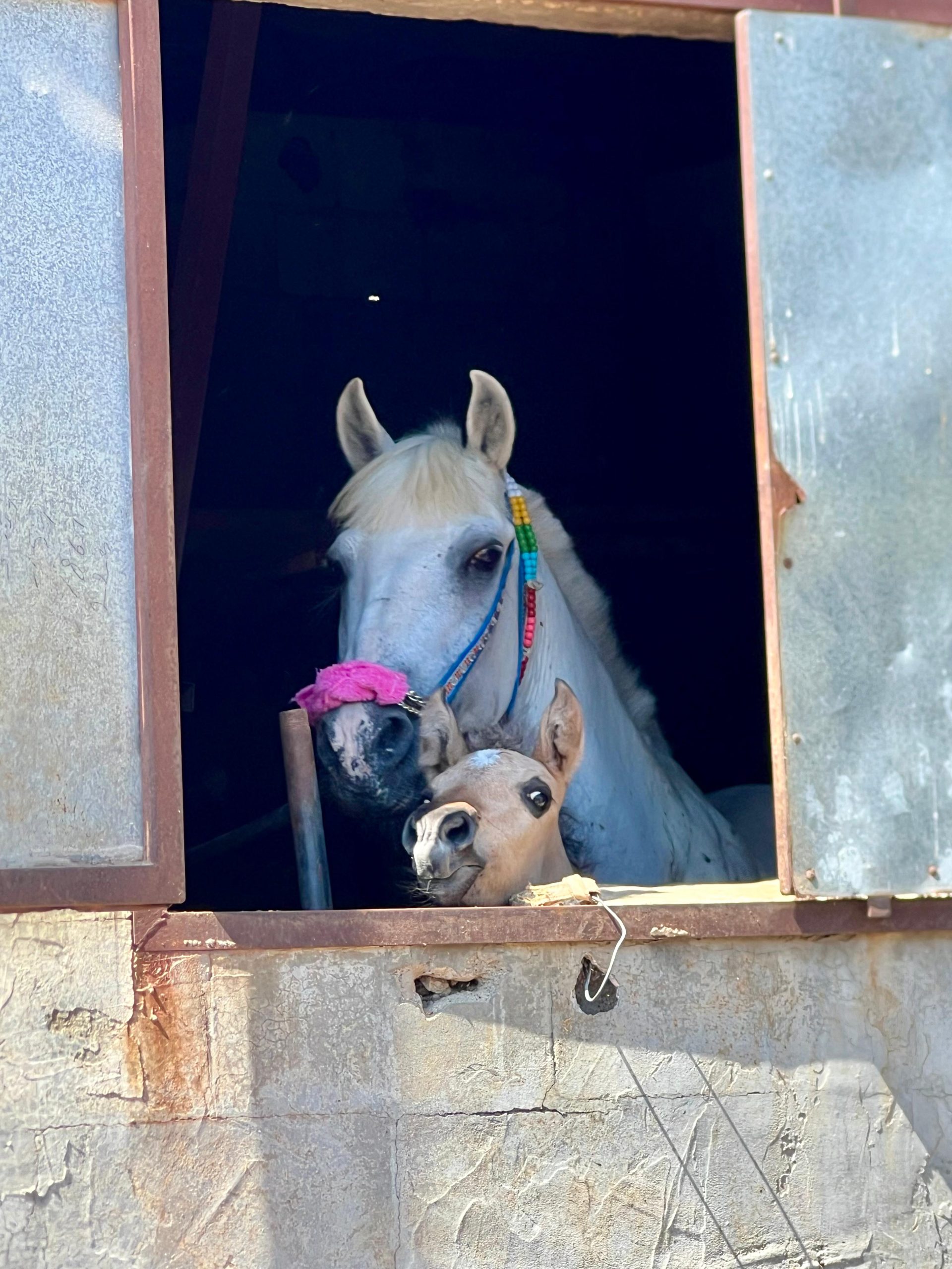 Our donkey update – 14th August 2025