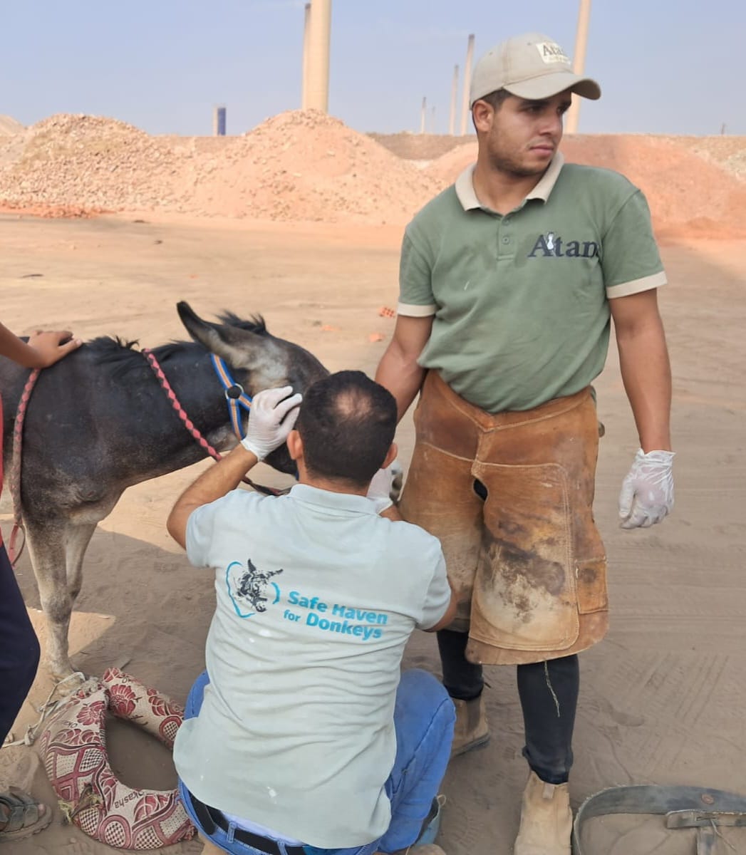 Our donkey update – 18th September 2025