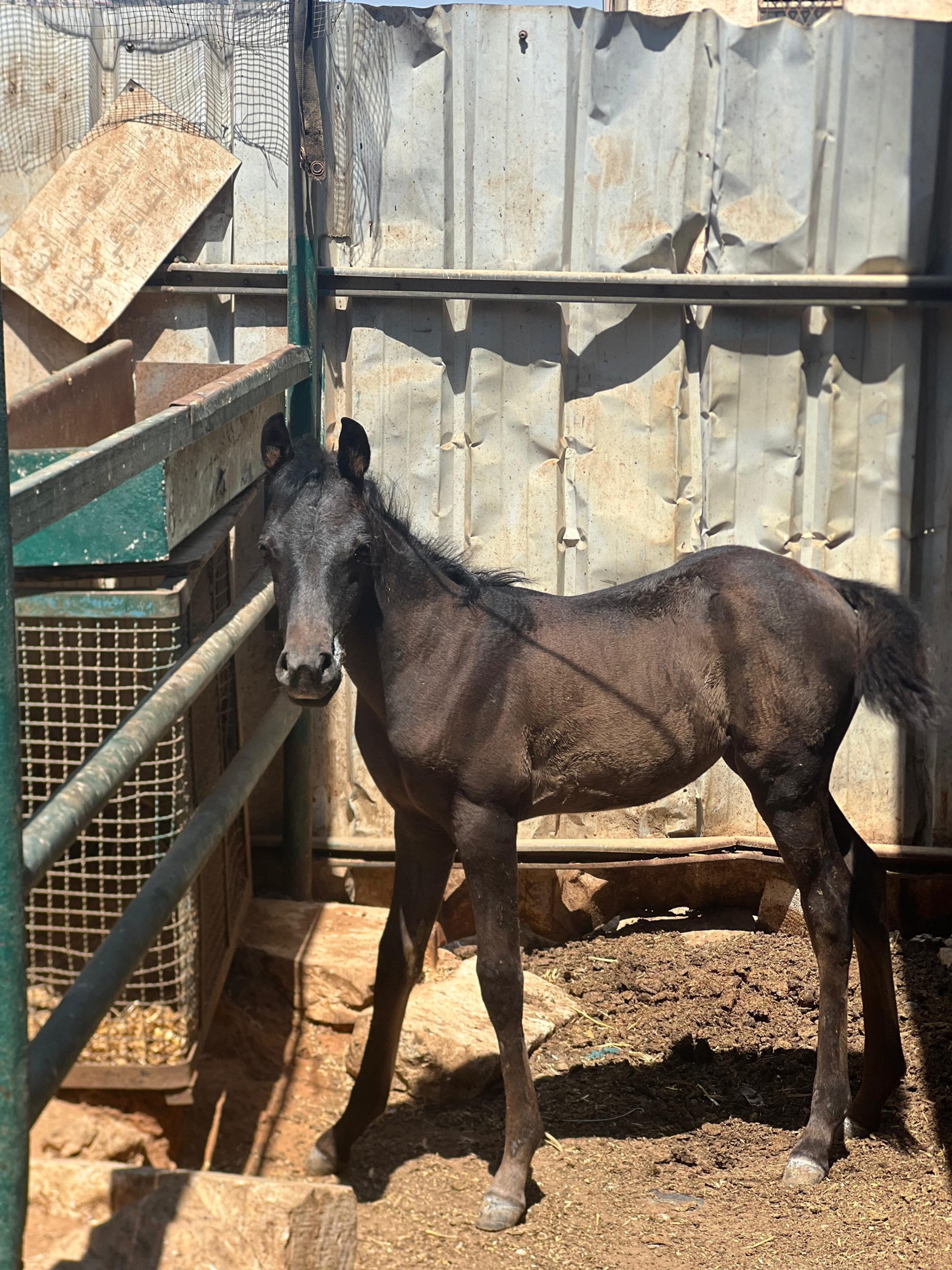 Our donkey update – 11th September 2025