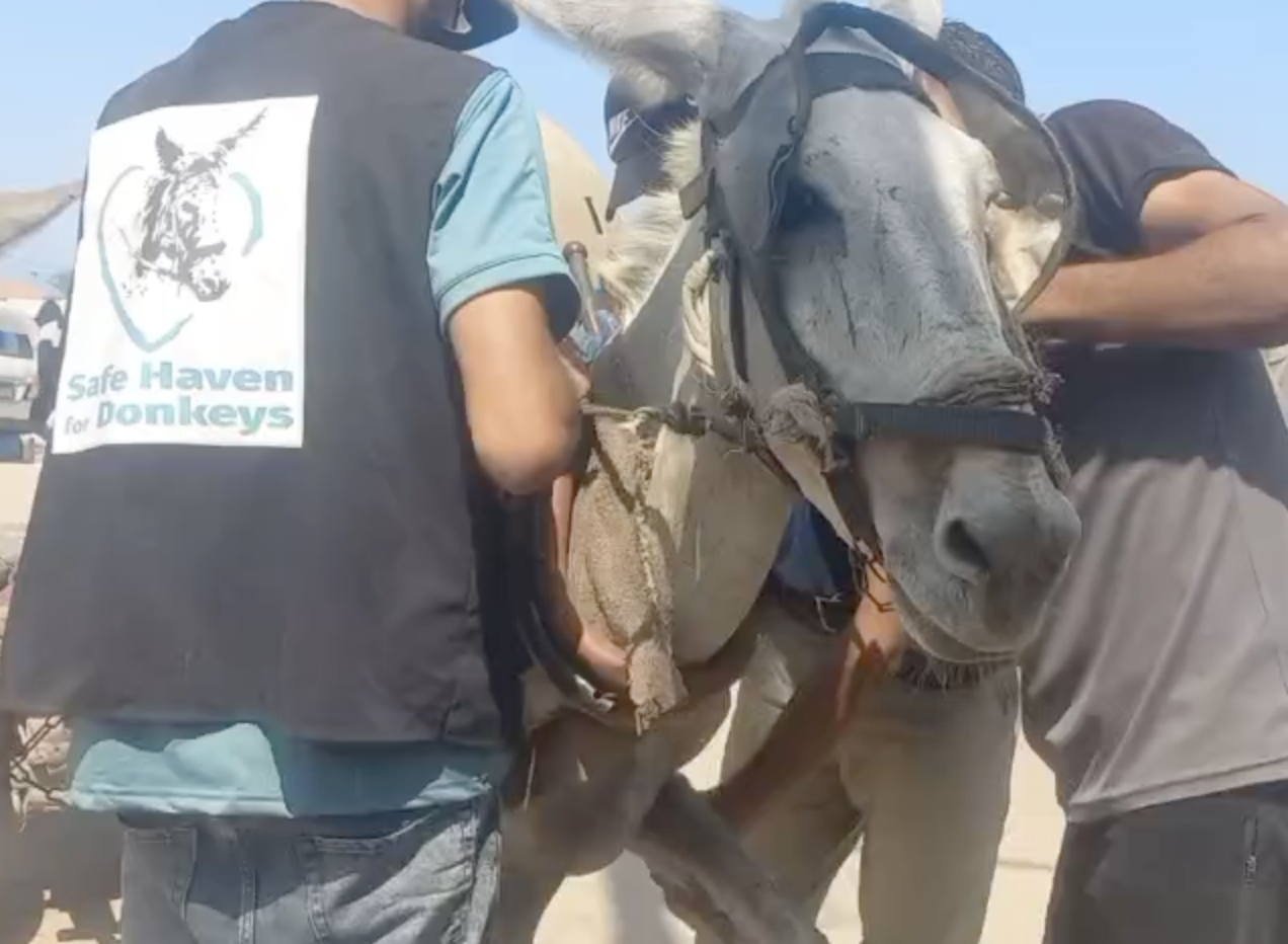 Our donkey update – 4th September 2025
