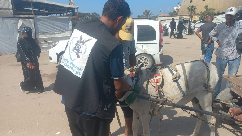 Checking donkey 3