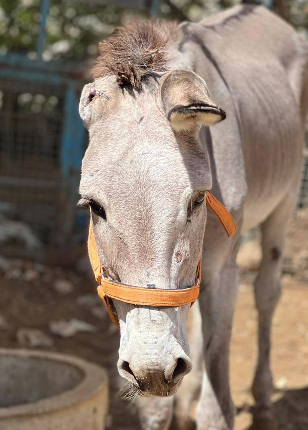 Our donkey update – 23rd October 2025