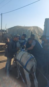 Treating donkeys in northern Gaza 28 Oct 2025 (8)