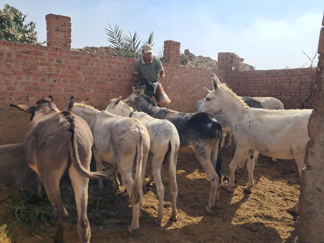 Our donkey update – 20th November 2025