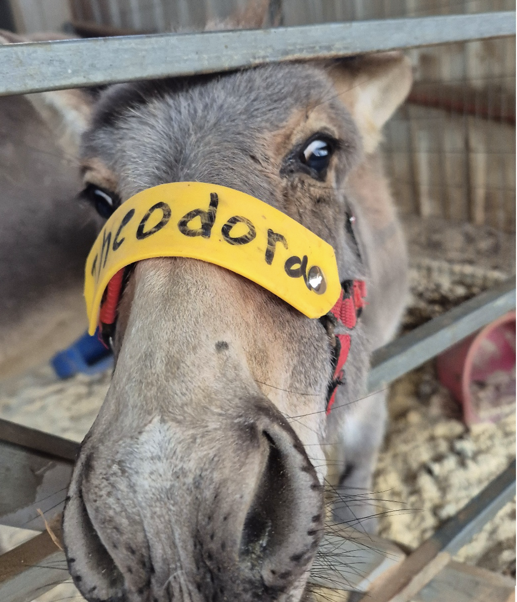 Our donkey update – 27th November 2025