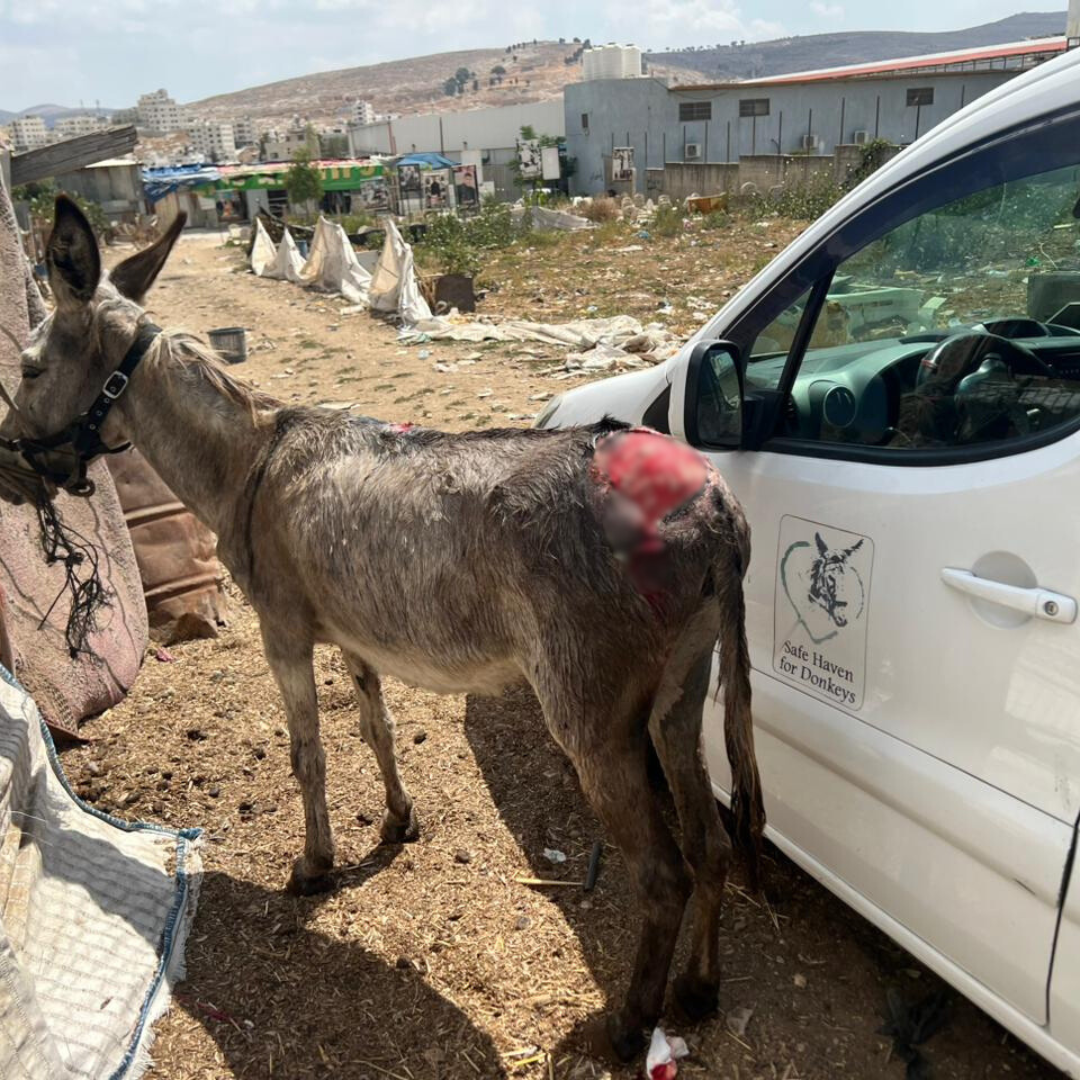 Balata camp working donkey wound