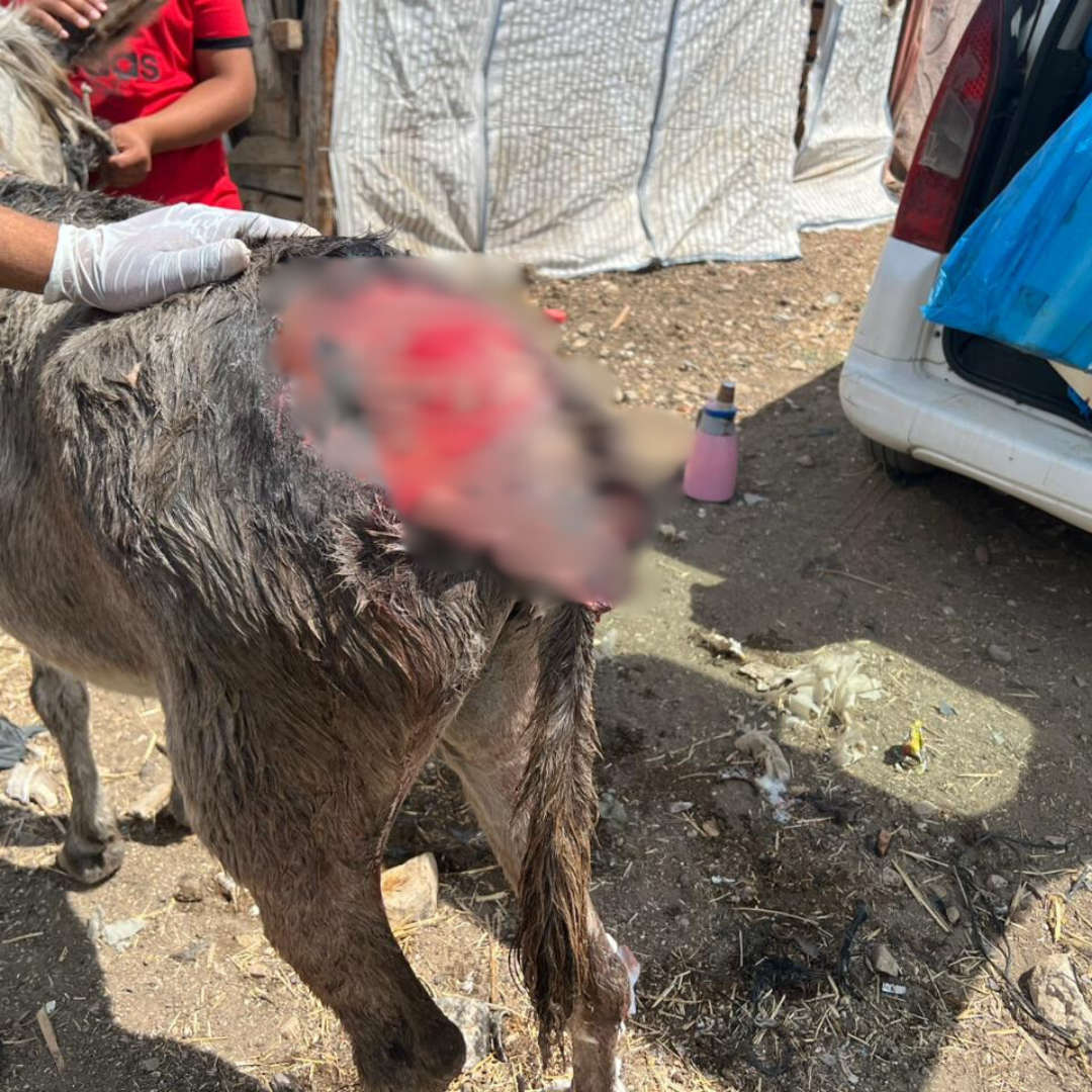 Balata camp working donkey wound close up blurred