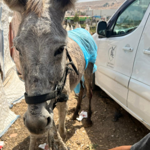 Balata camp working donkey wound protected