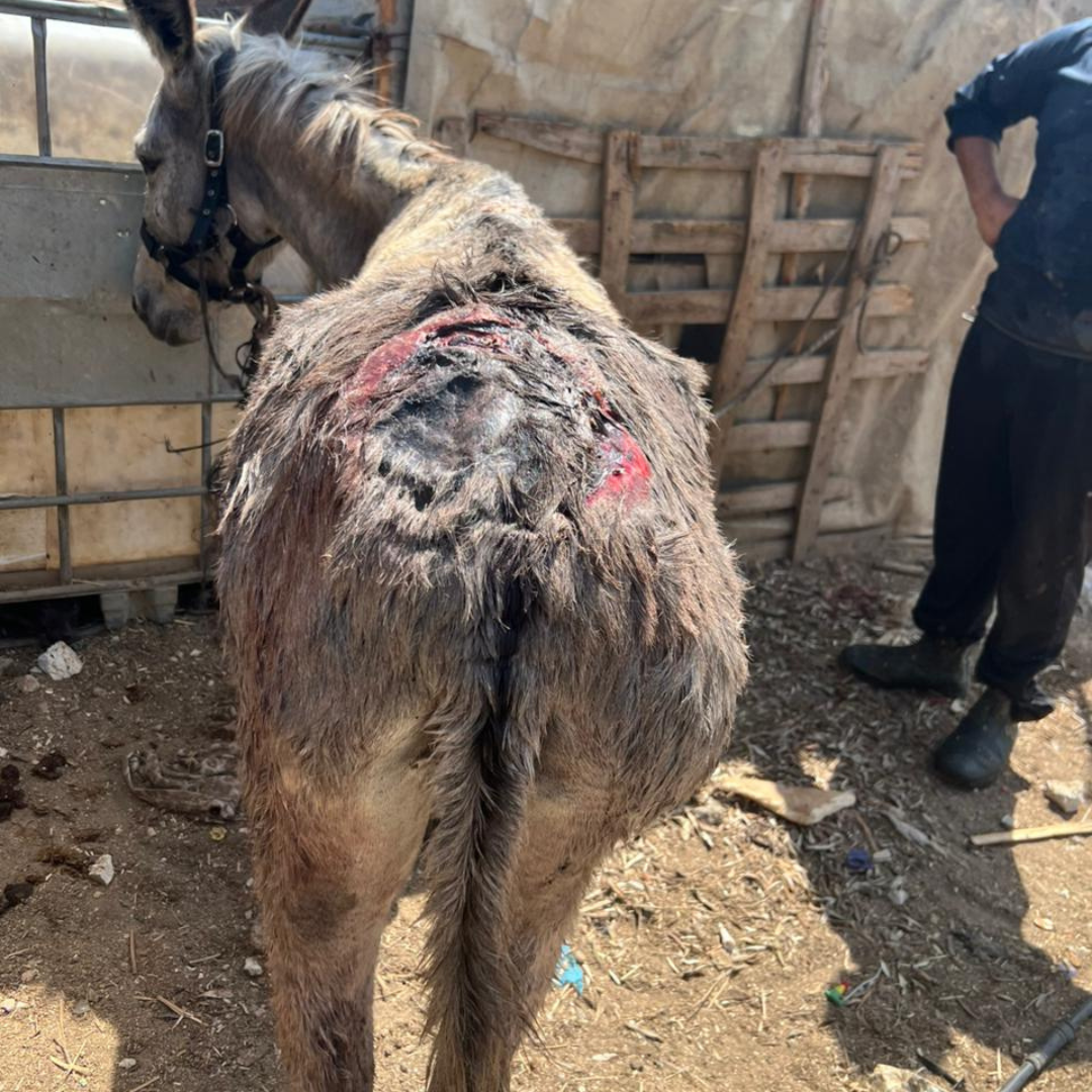 Balata camp working donkey wound healing