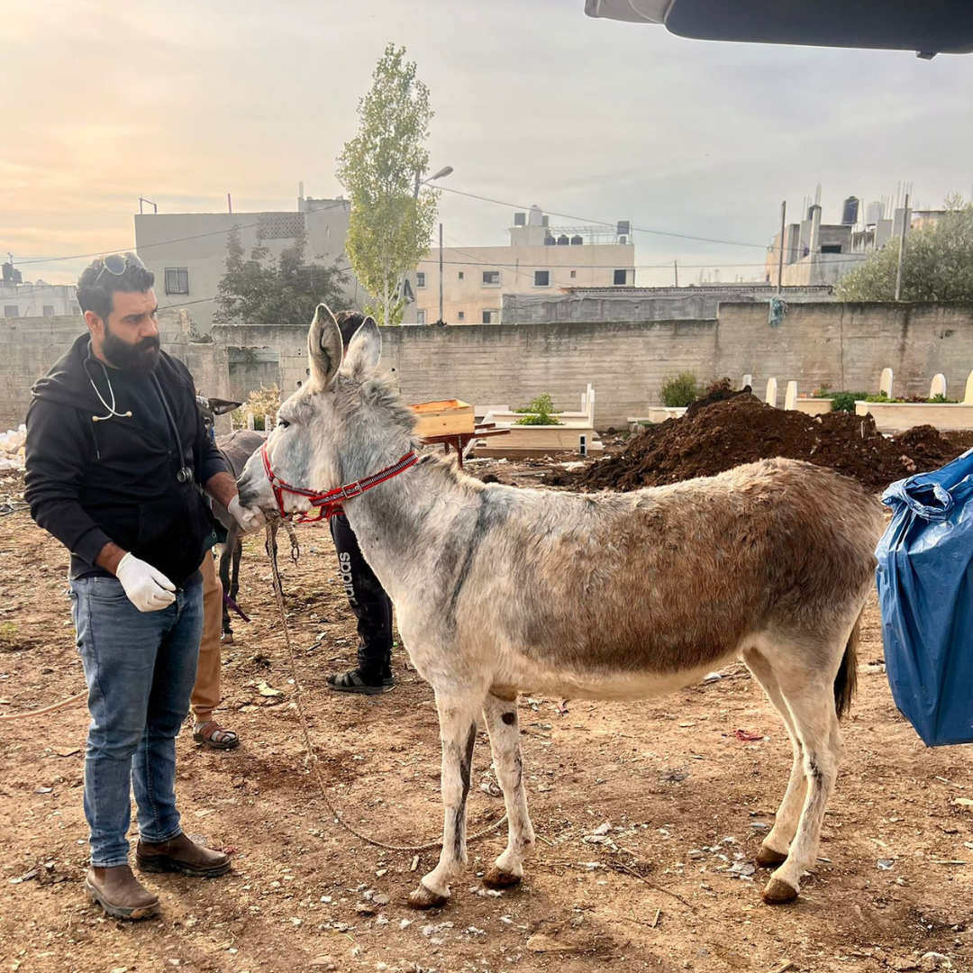 Balata camp working donkey healed