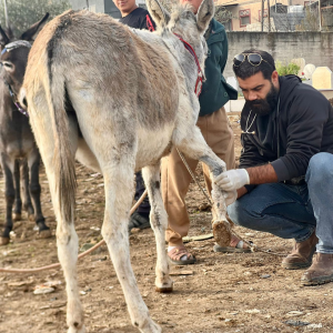Balata camp working donkey check up