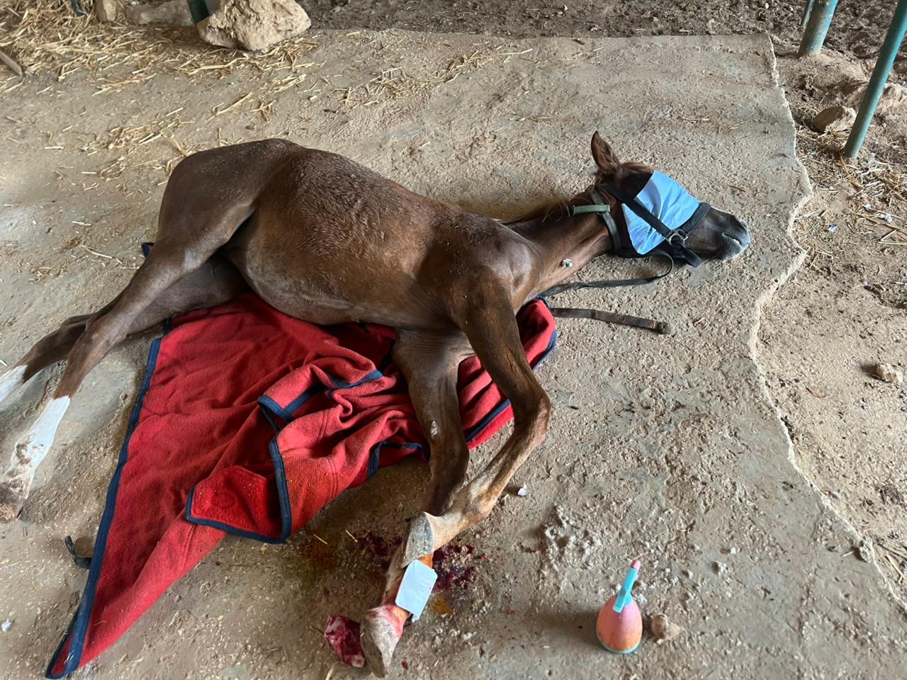 Our donkey update – 18th December 2025