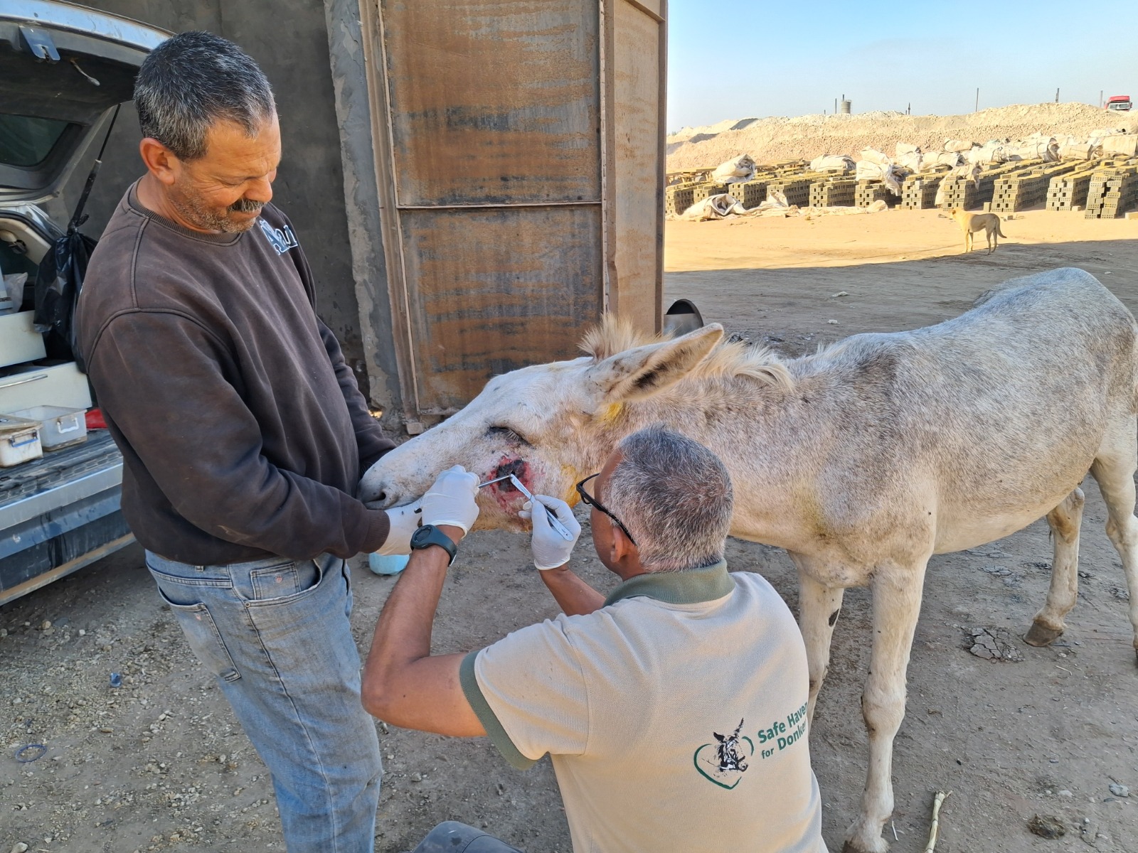 Our donkey update – 15th January 2026