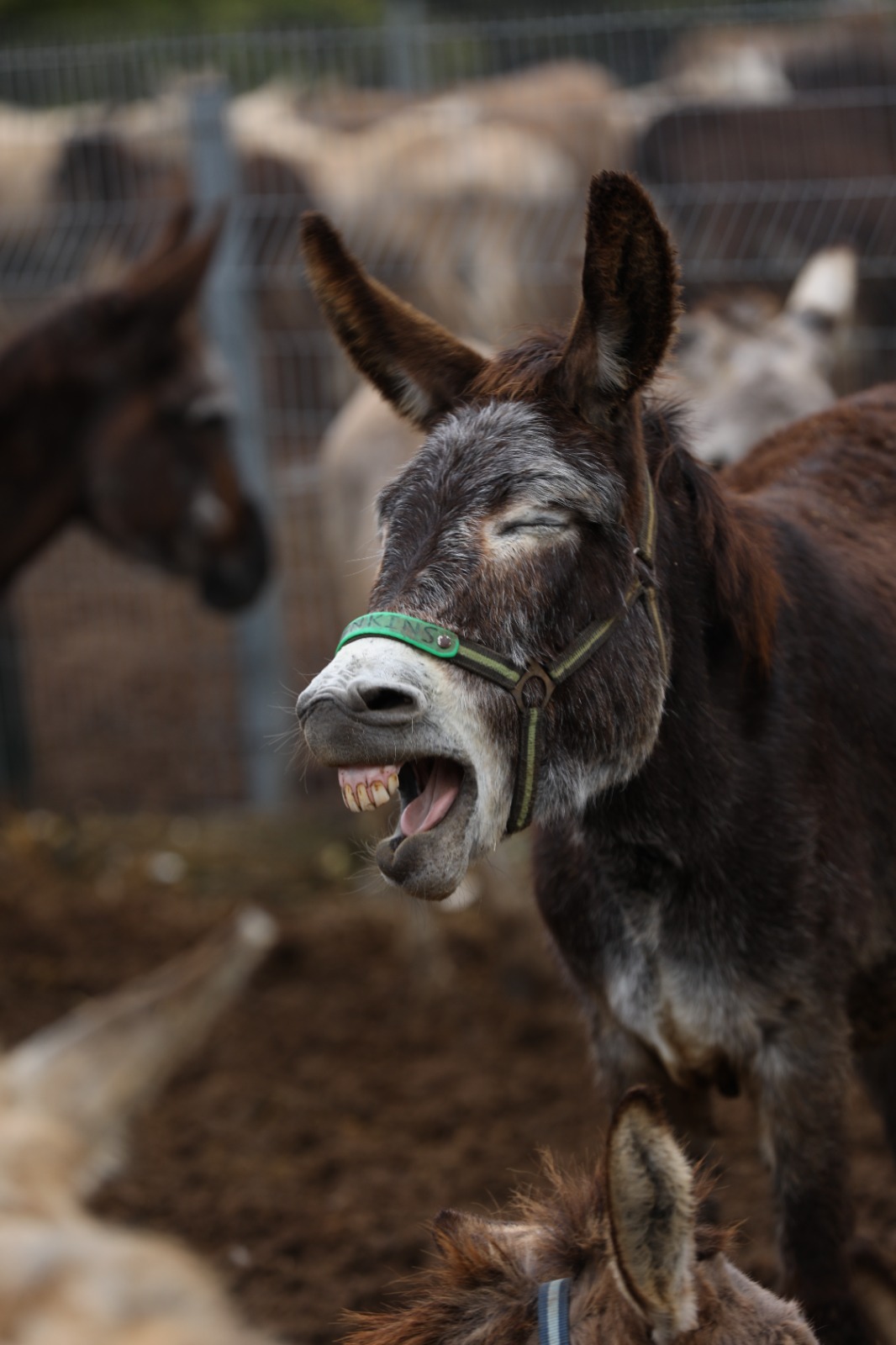 Our donkey update – 29th January 2026