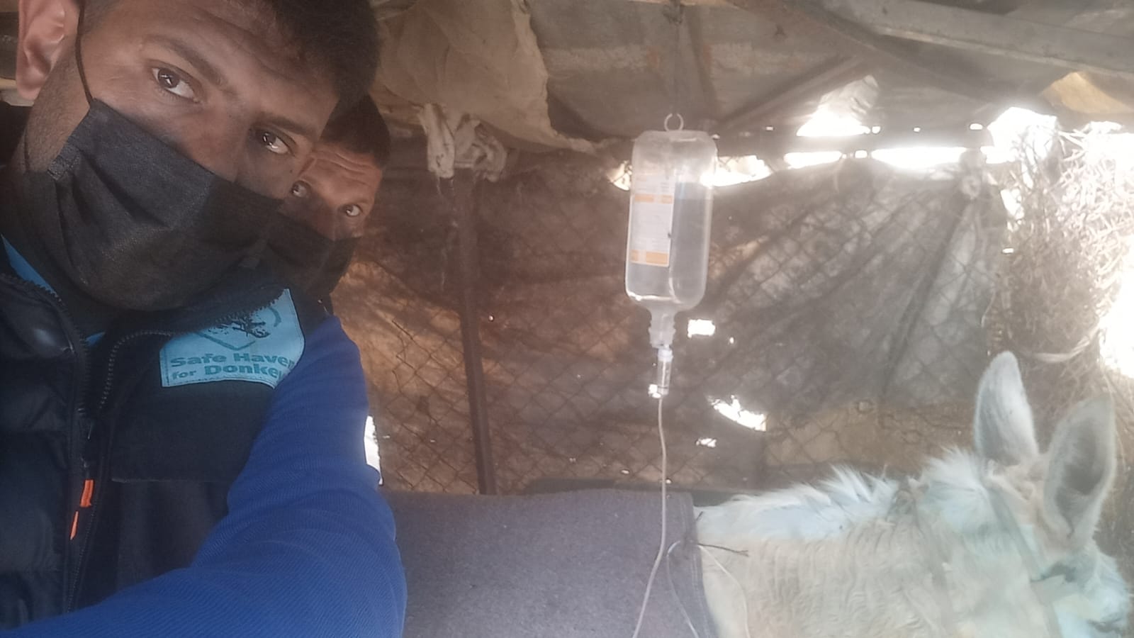 Our donkey update – 26th February 2026