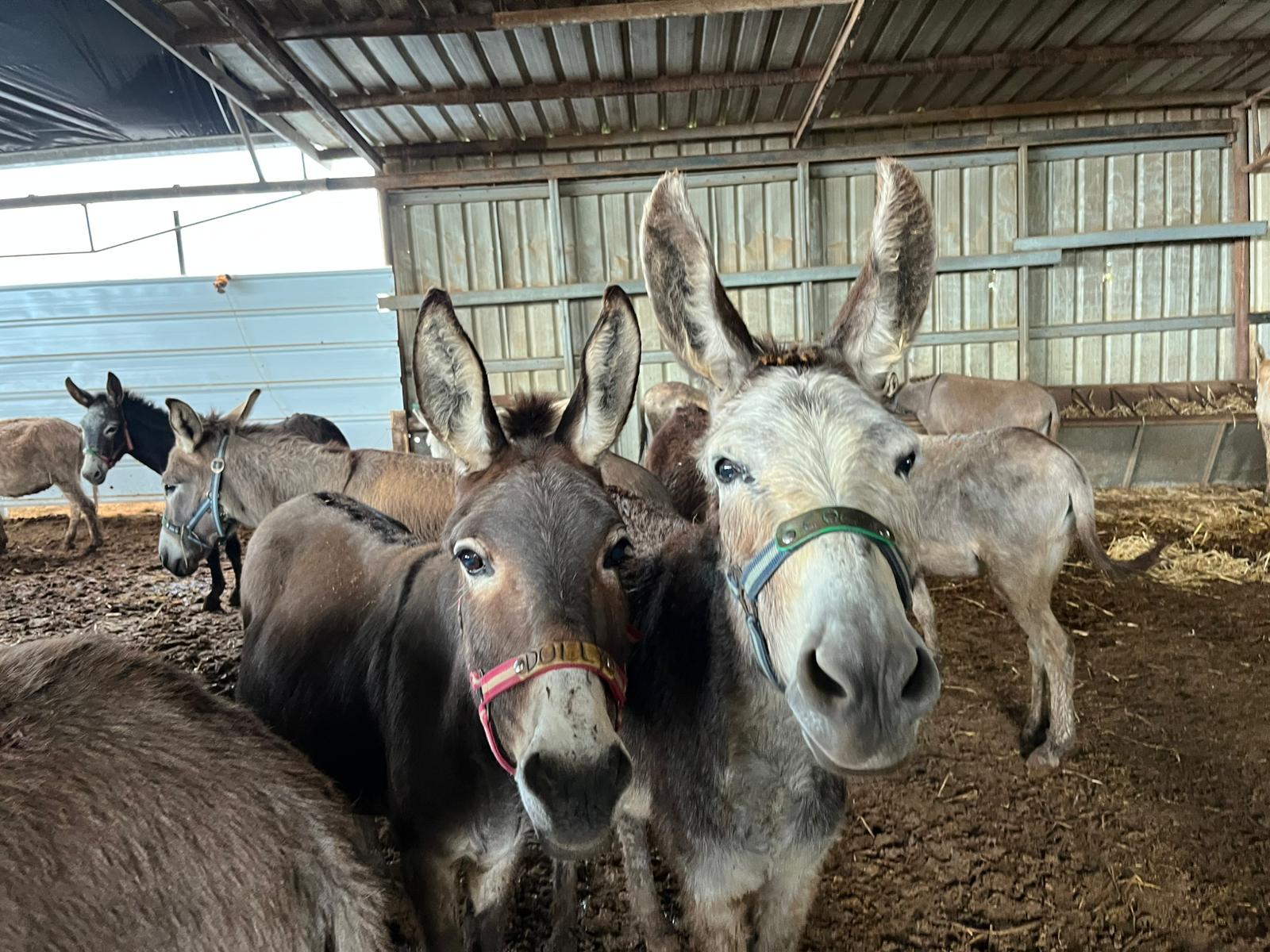 The Situation in the Middle East