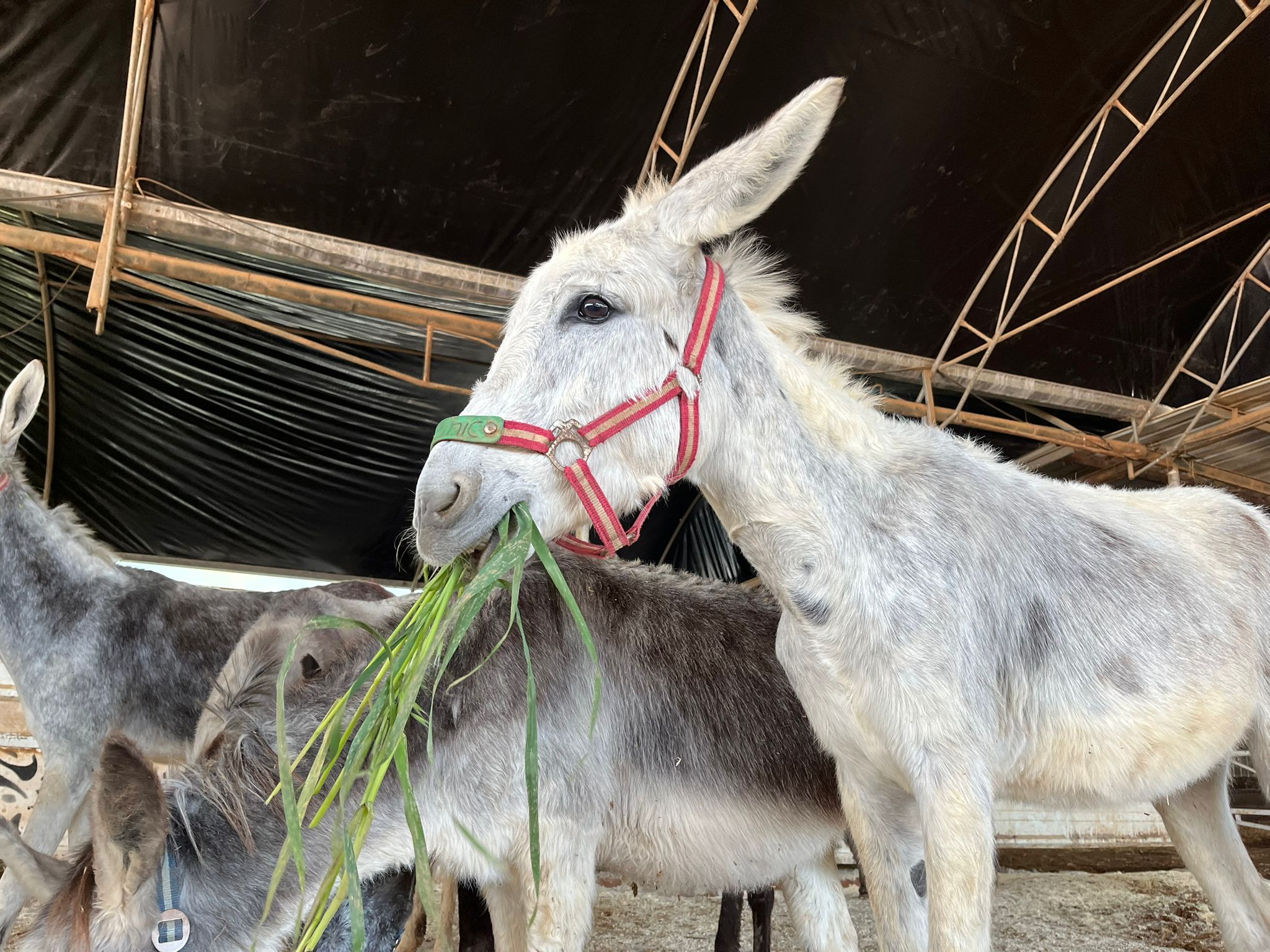 Our donkey update – 5th March 2026