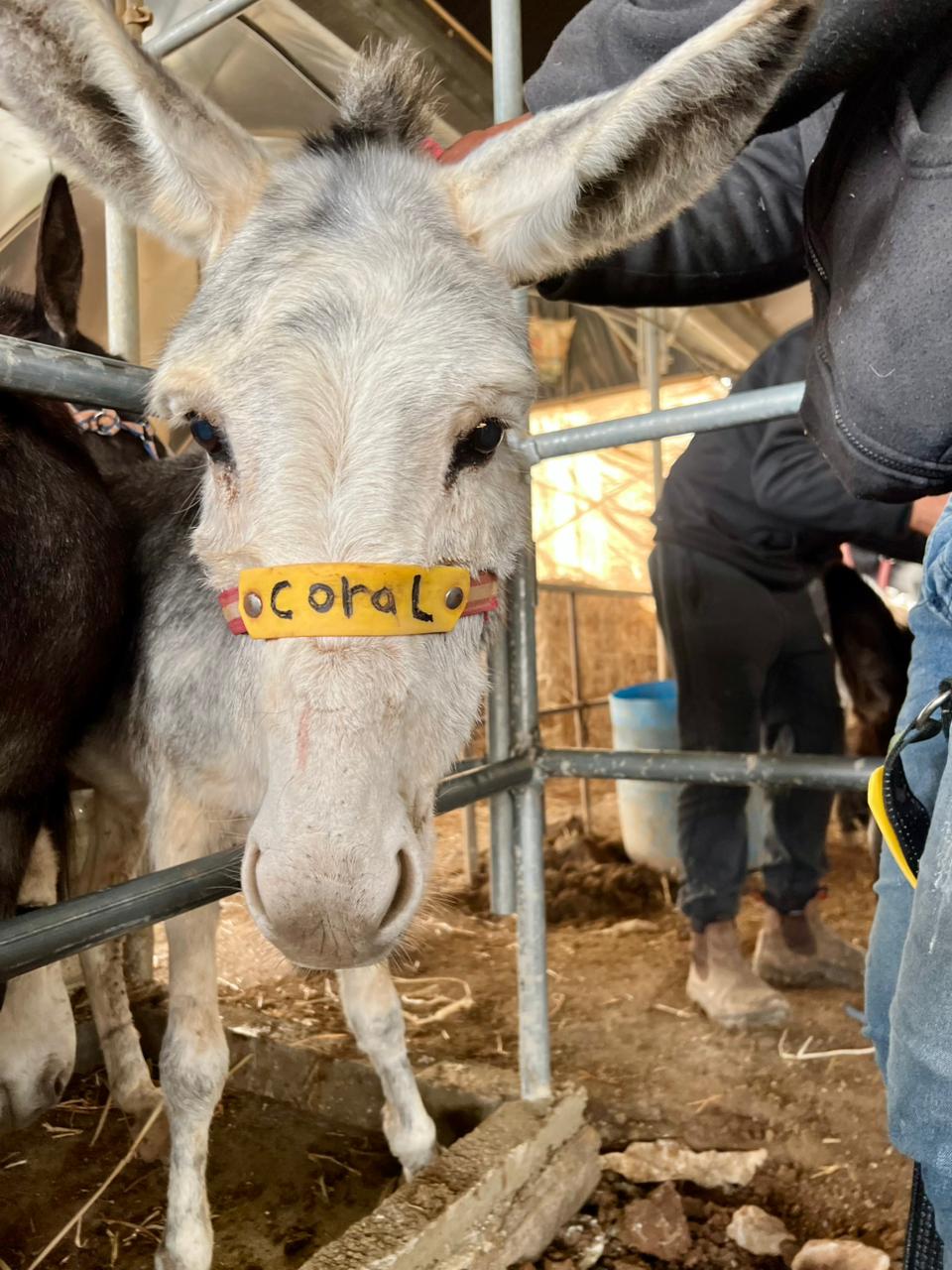 Our donkey update – 19th March 2026