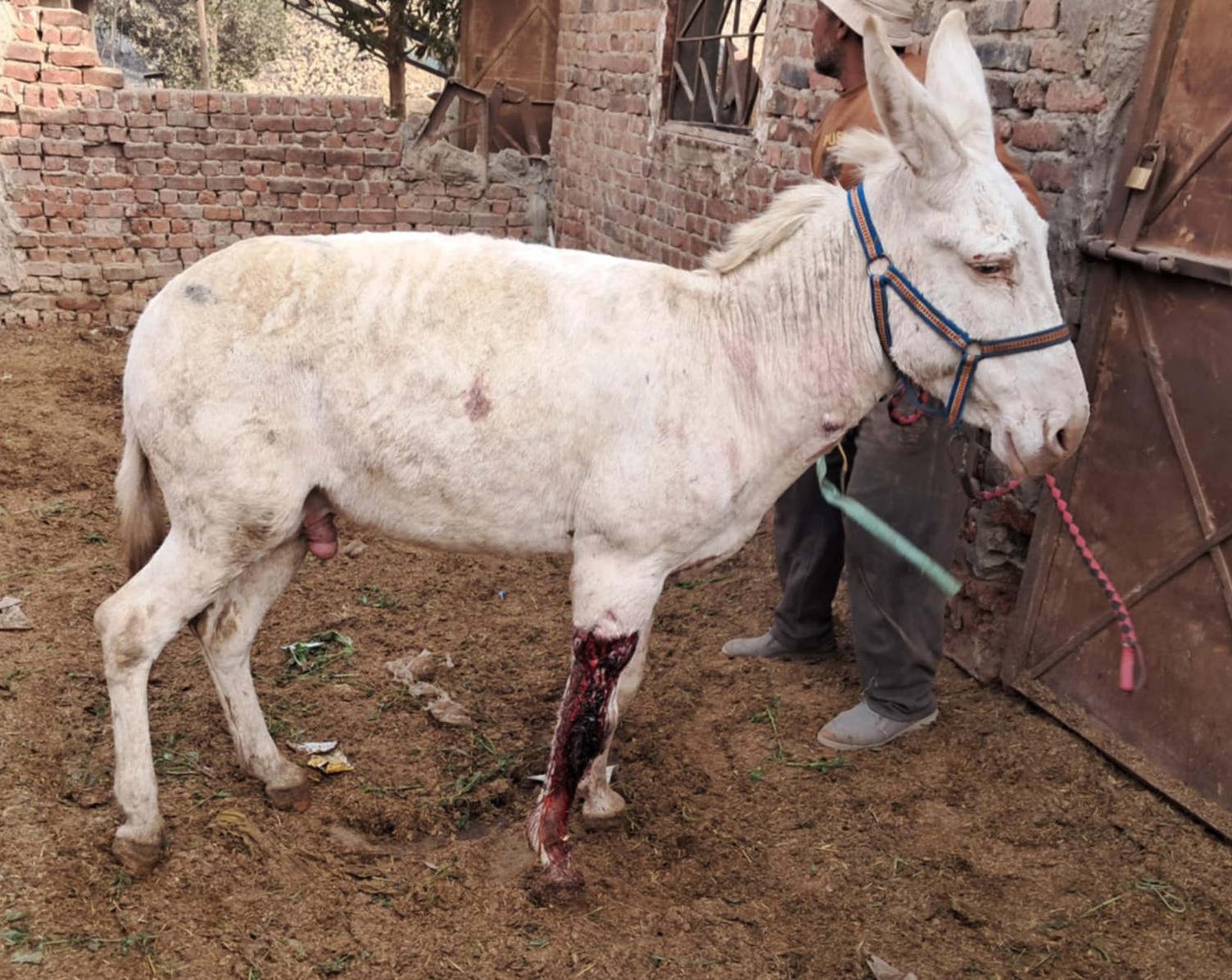 Our donkey update – 2nd April 2026