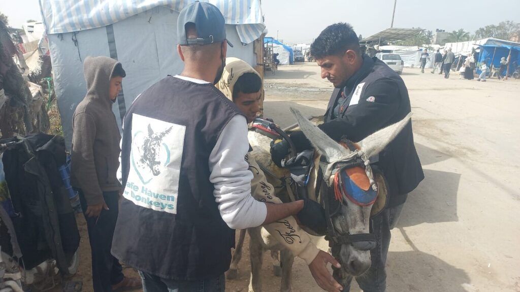 RS1369_4. In January and February, our team treated around one thousand vulnerable animals _scr