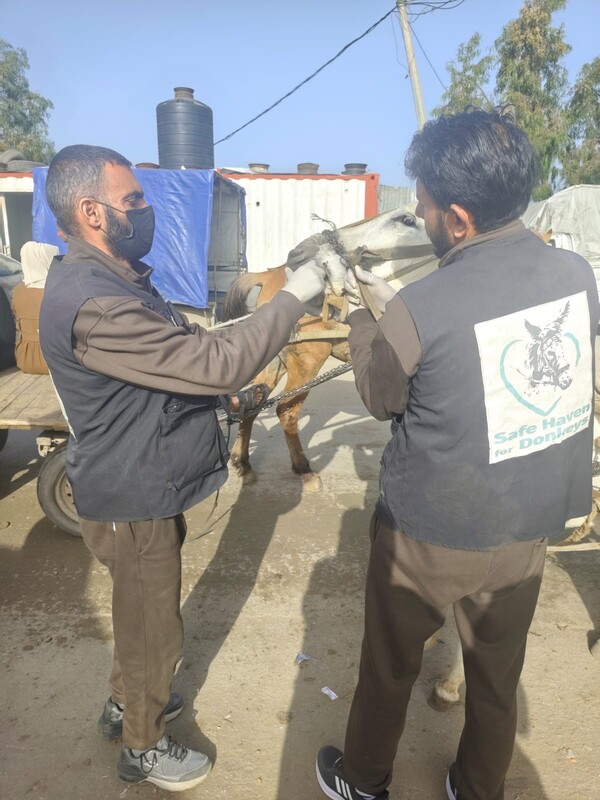 RS312_7. Suluman Mohammad (left) animal health practitioner and veterinary assistant Mohammad Rawhi (right) examine a donkey_scr