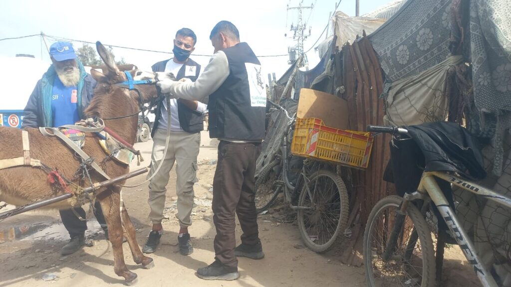 RS434_3. The team examines a donkey among bikes and tents_scr