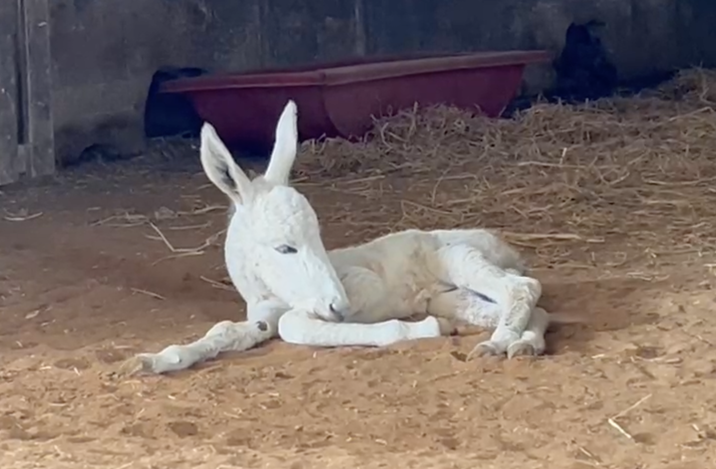 Our donkey update – 23rd April 2026
