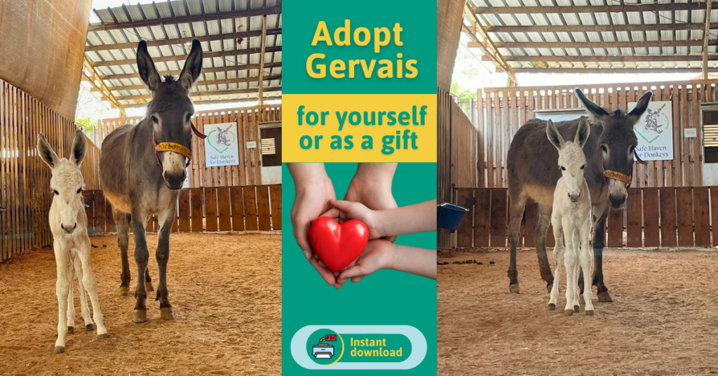 Adopt Gervais LP