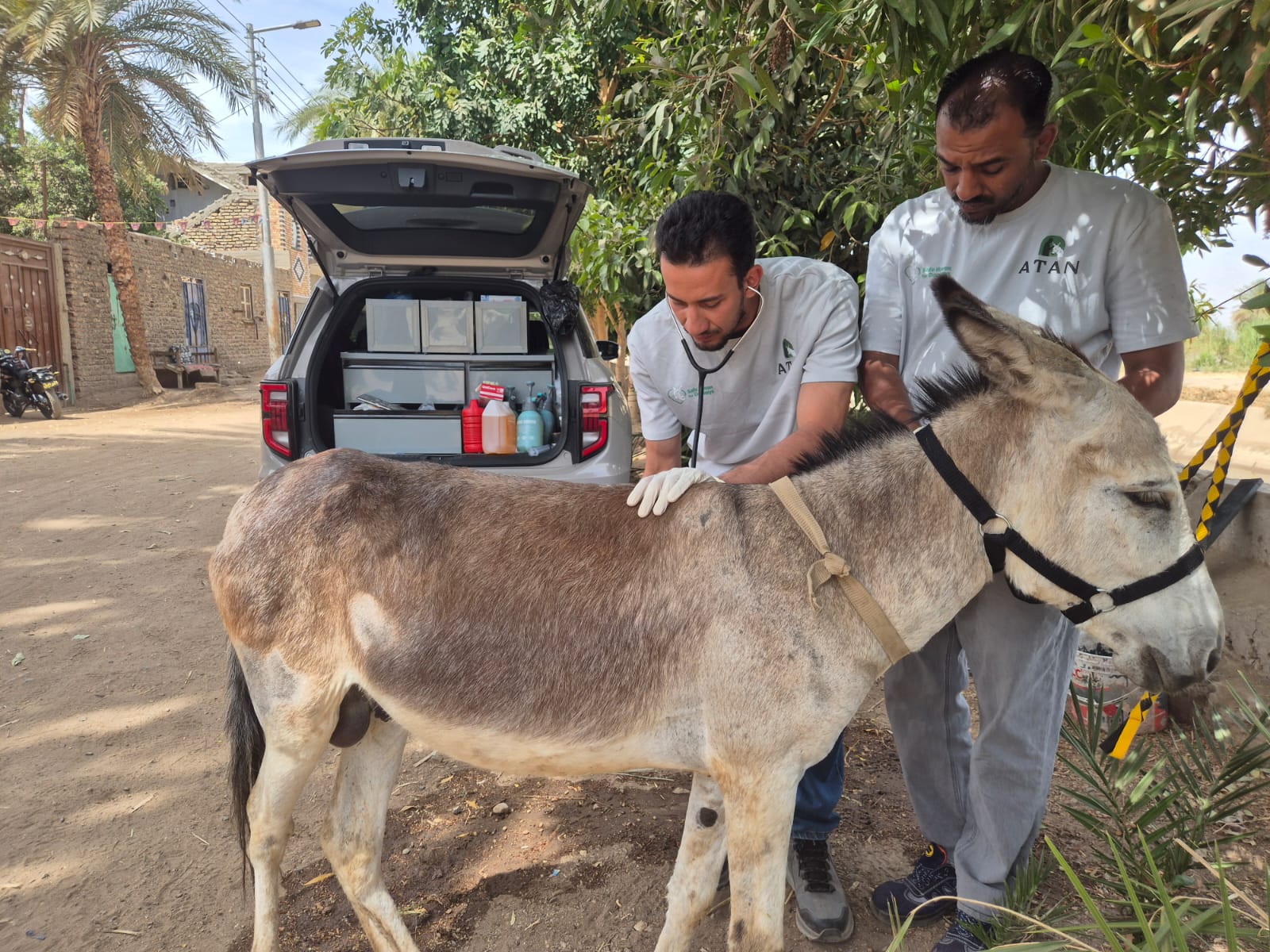 Our donkey update – 7th May 2026