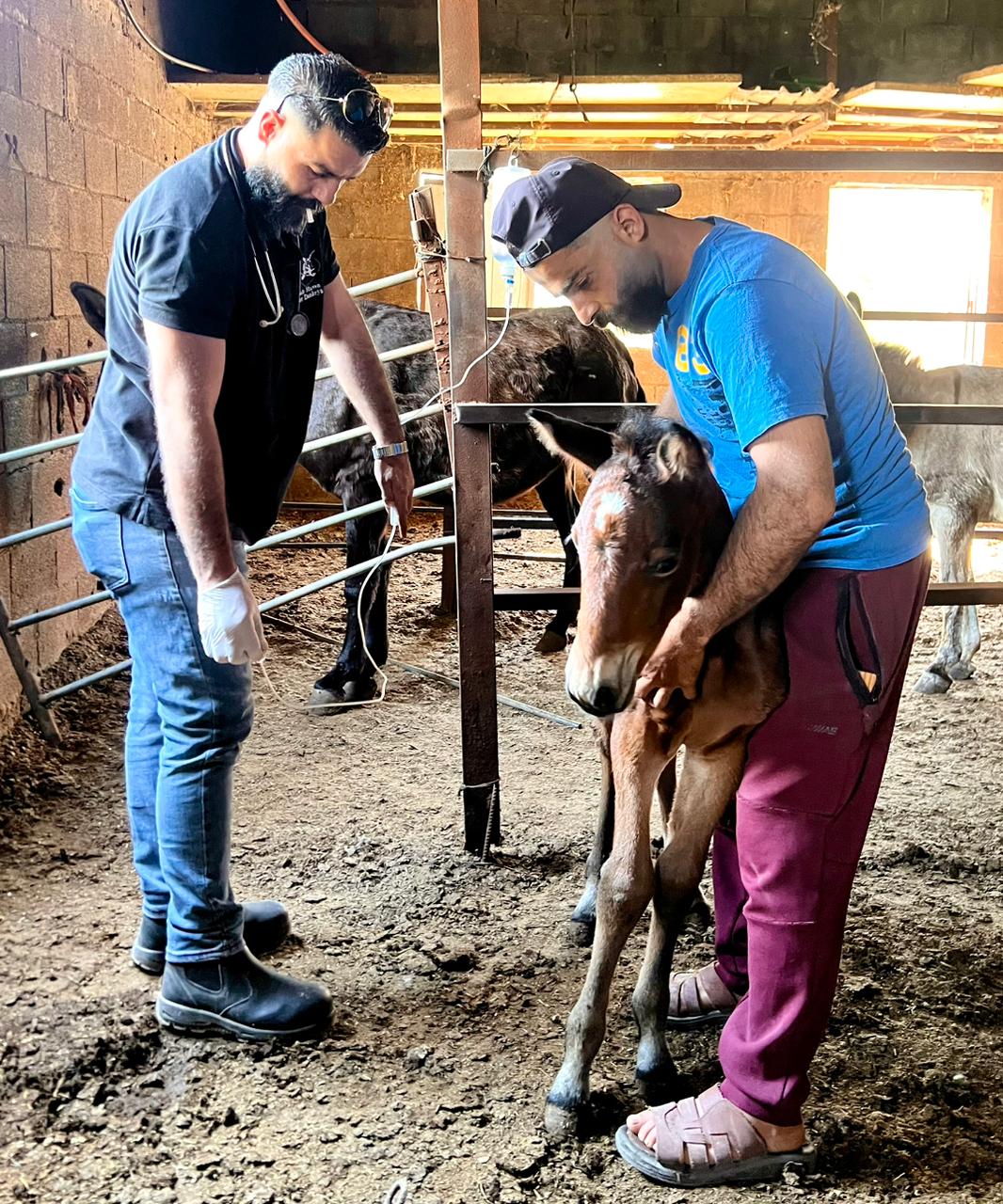 Our donkey update – 21st May 2026