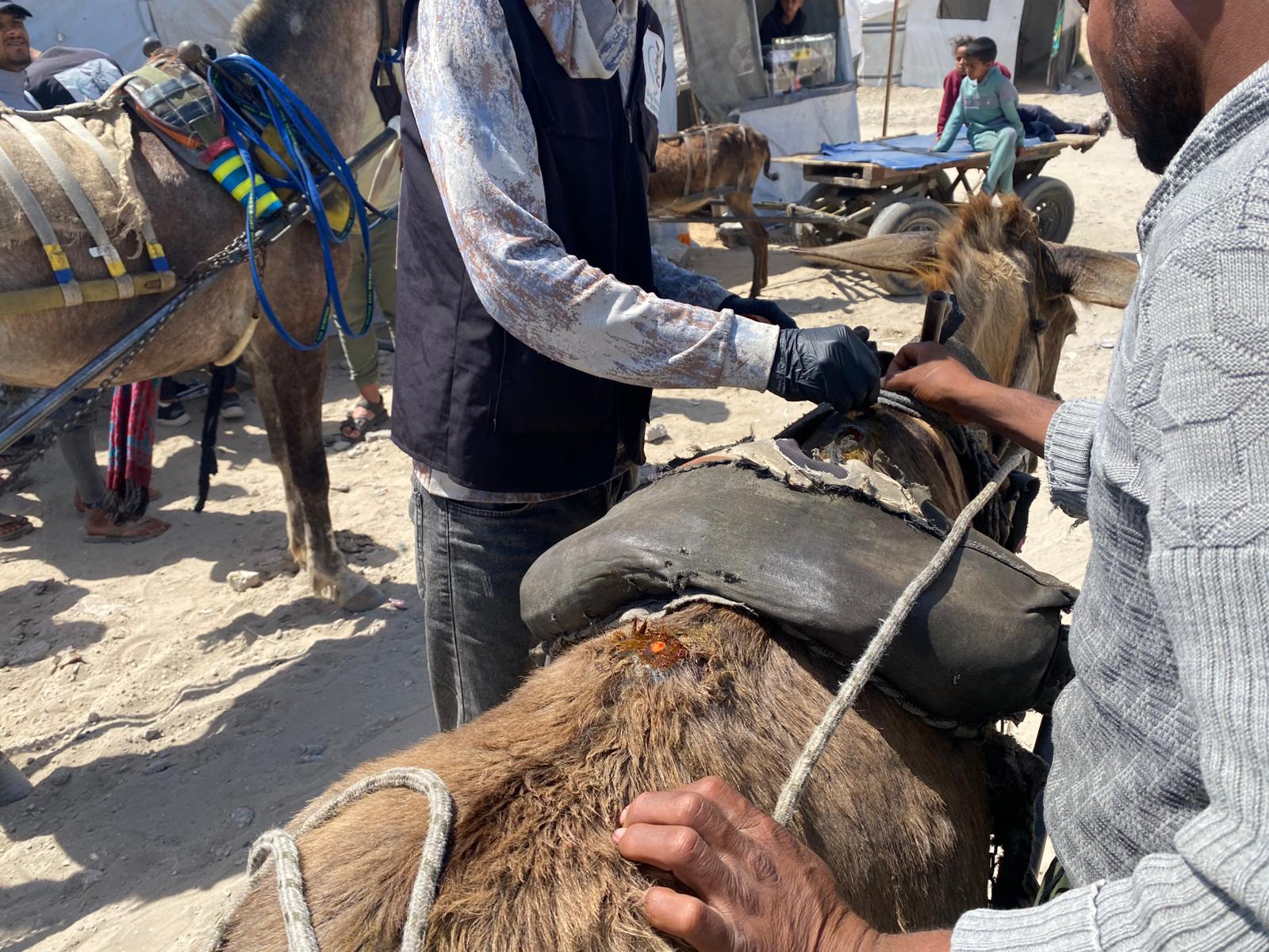 Our donkey update – 14th May 2026