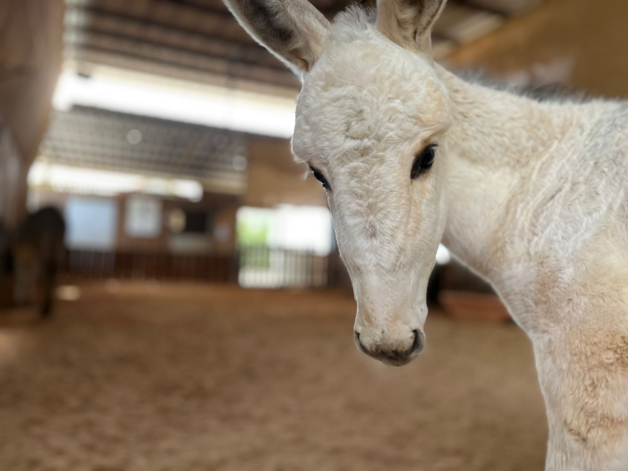Our donkey update – 28th May 2026
