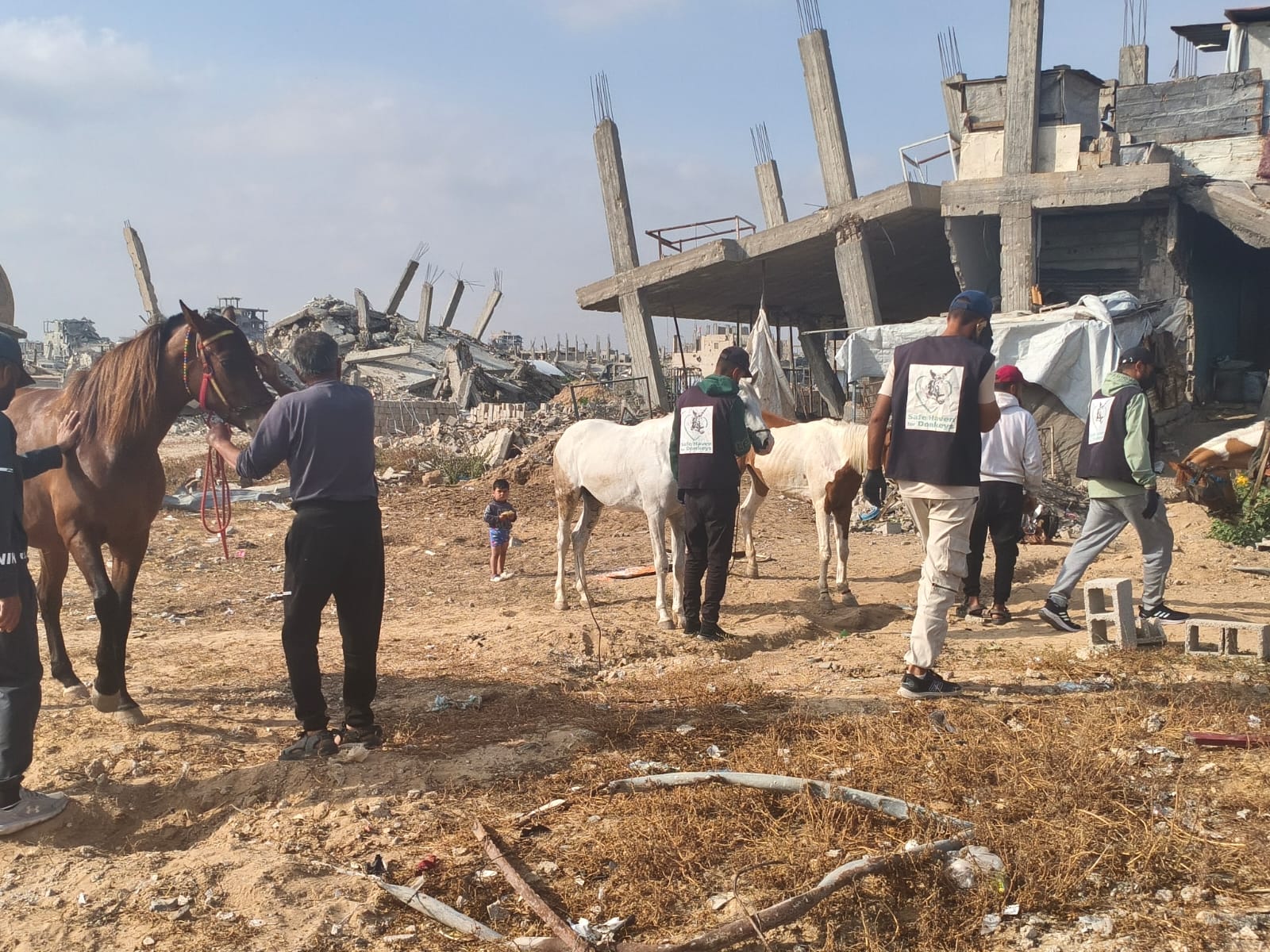Our donkey update – 11th June 2026