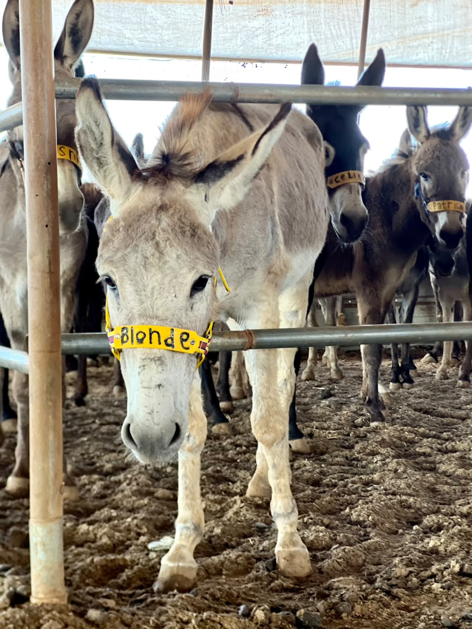 Our donkey update – 2nd July 2026