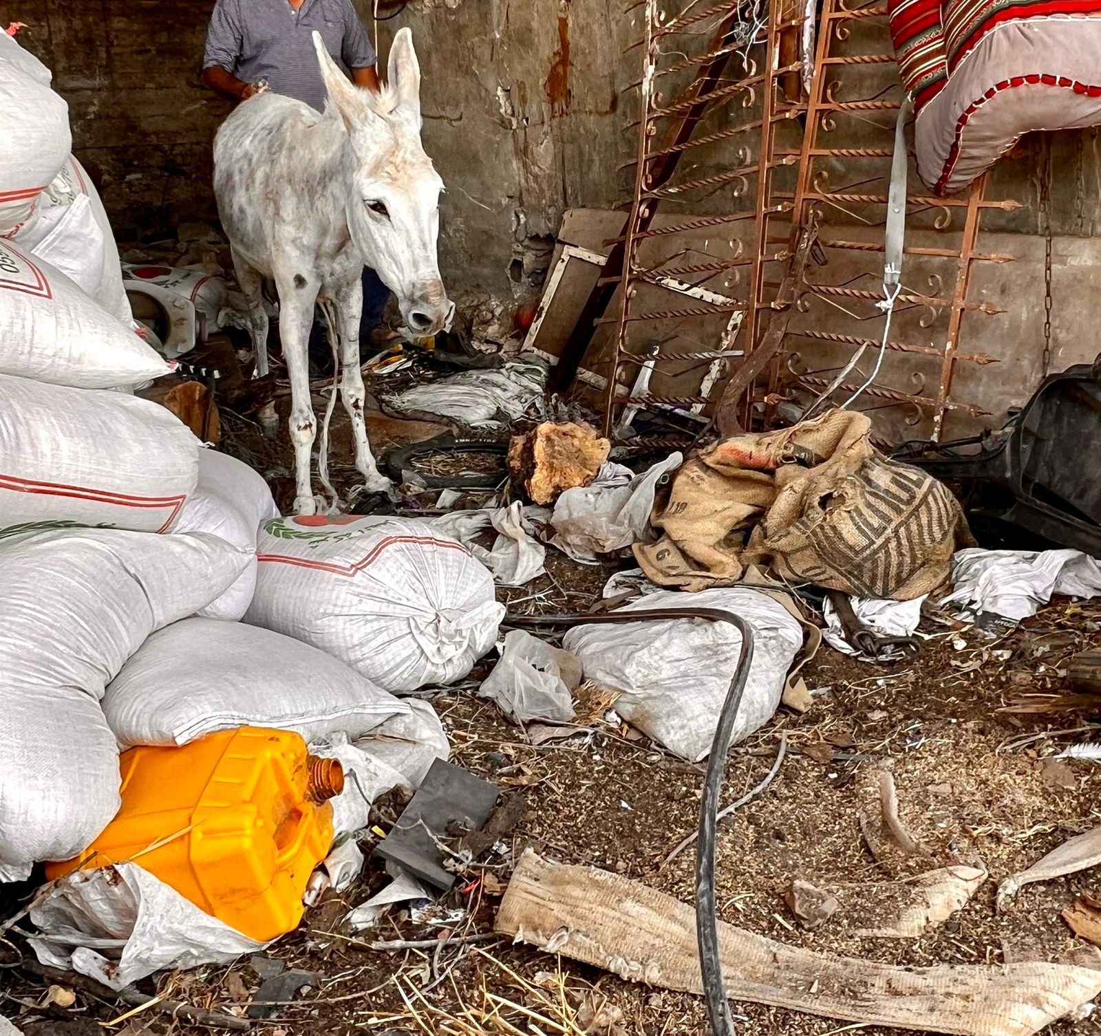 Our donkey update – 6th August 2026