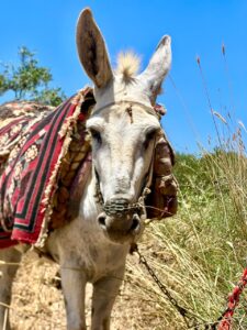 RS3208_2. A donkey with nose chains in Senjil