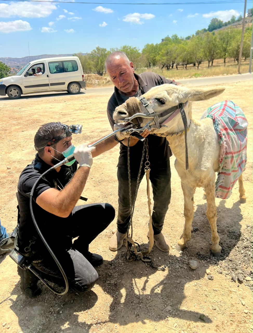 Our donkey update – 23rd July 2026