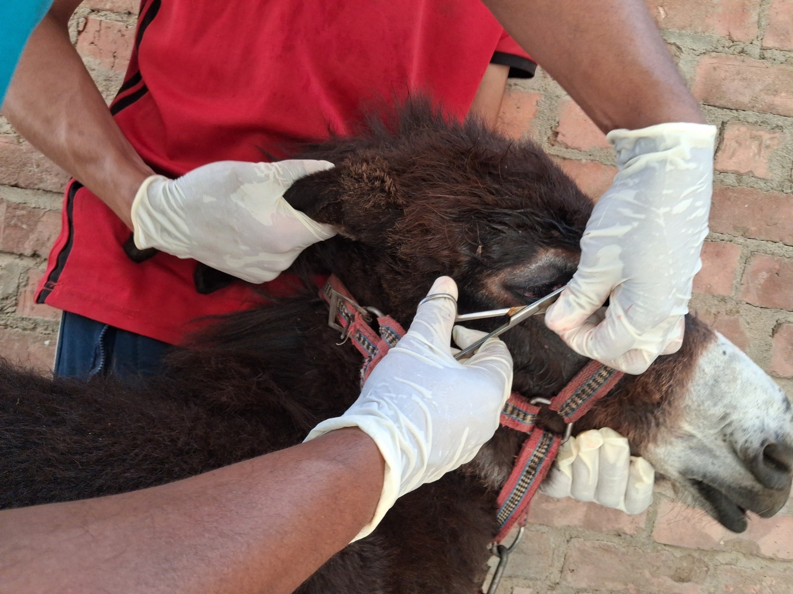 Our donkey update – 30th July 2026