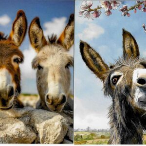 Donkey Note Cards