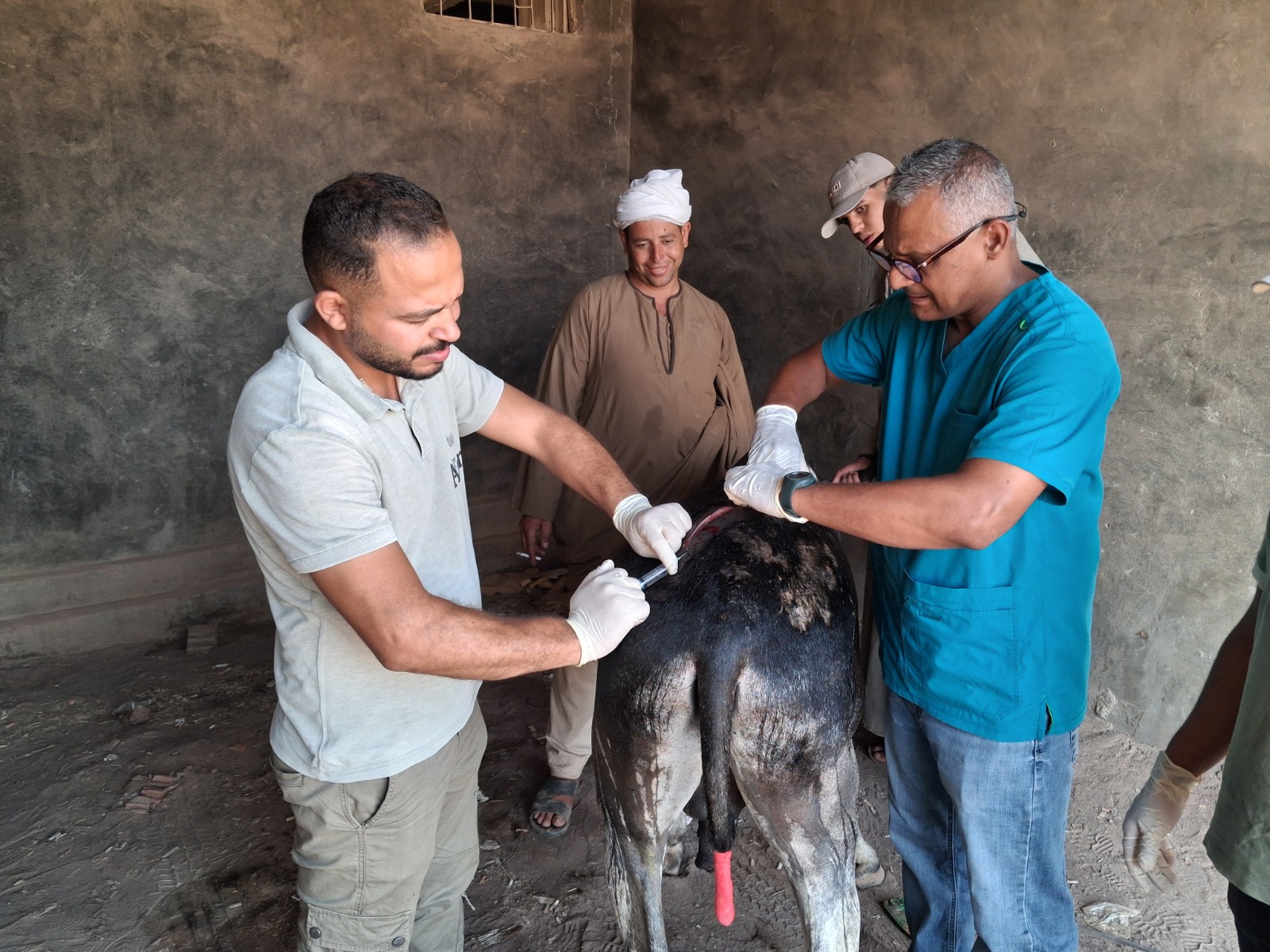 Our donkey update – 13th August 2026