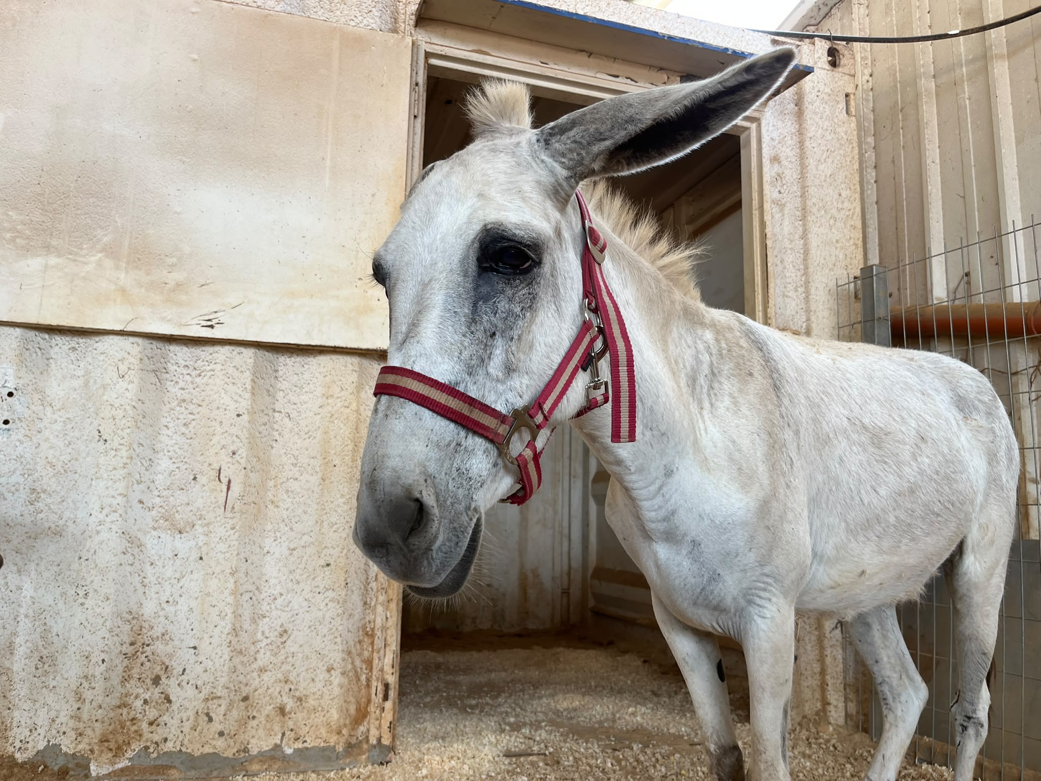 Meet Shemesh – our newest rescue at the sanctuary