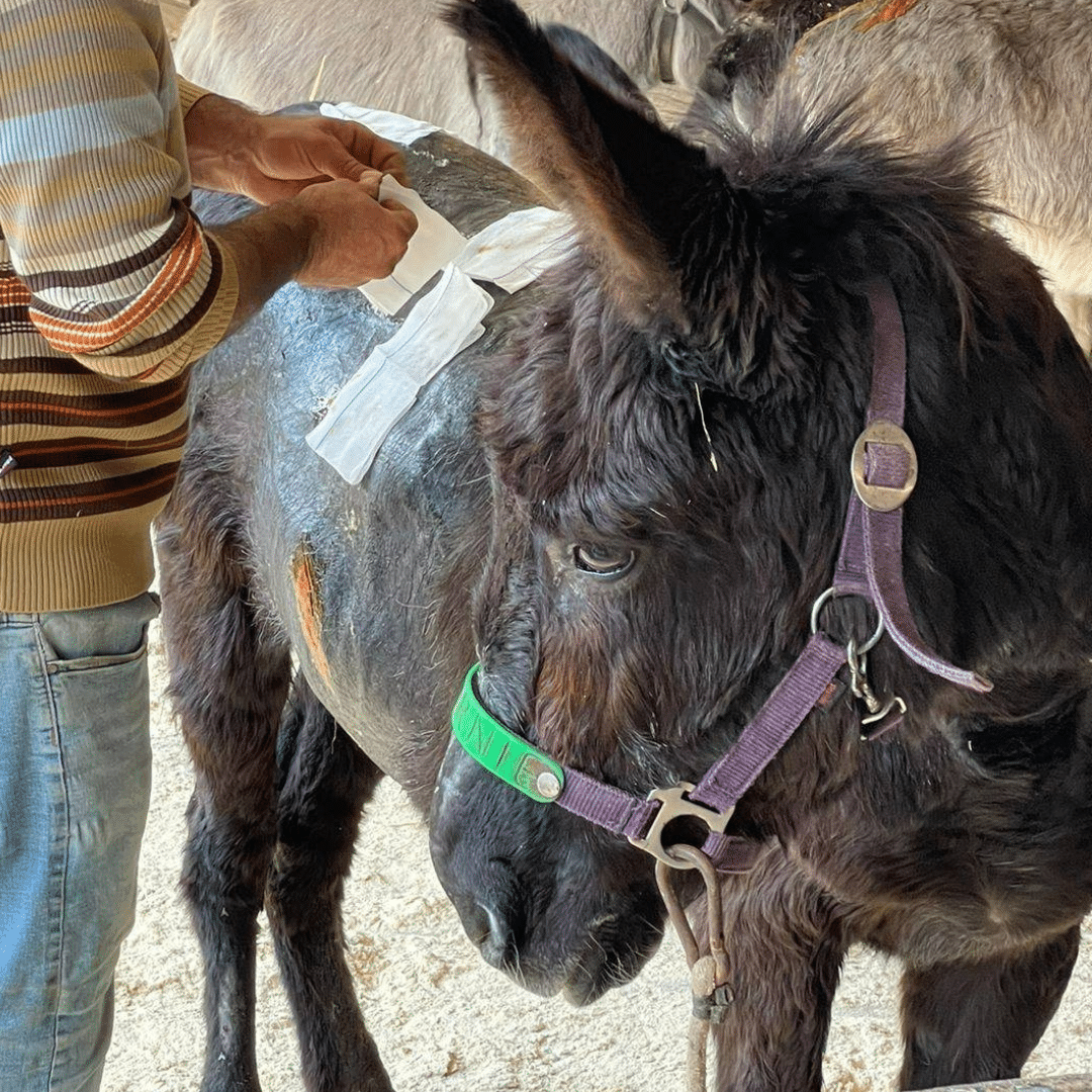 Burnie the donkey with Safe Haven for Donkeys charity. 