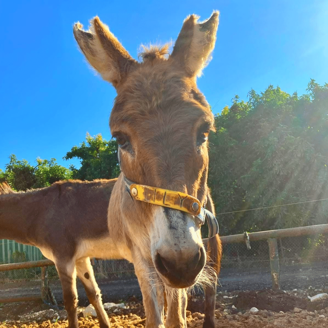Lili the donkey from Safe Haven for Donkeys charity