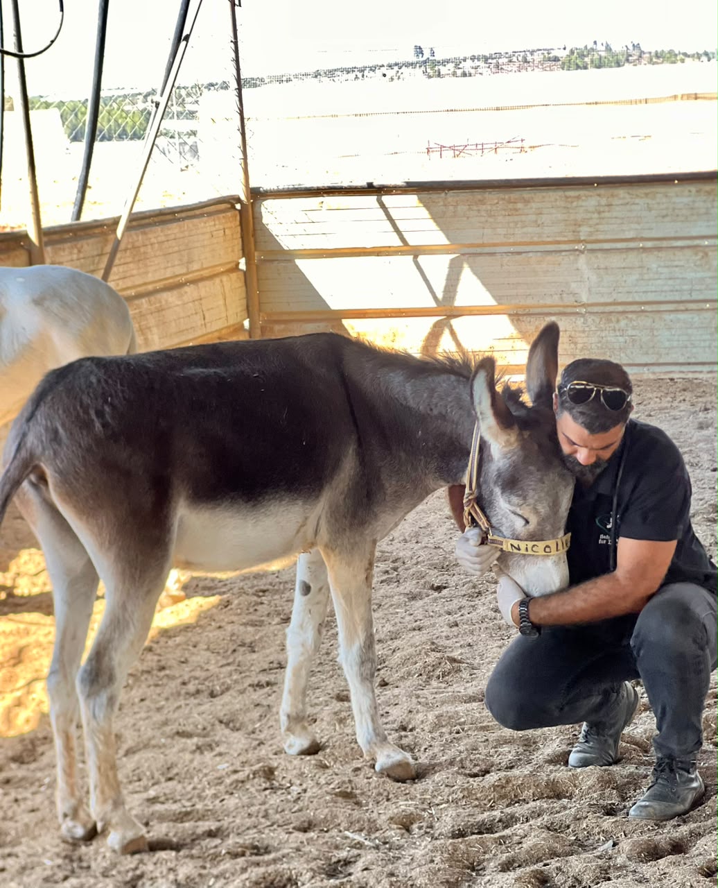 See our update on Blondie and Rakan the donkey