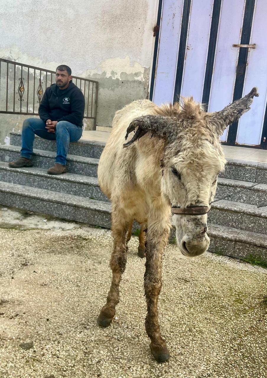 Good news about a donkey attacked by a dog